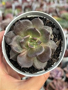Echeveria super bowl