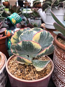 Cotyledon undulata variegata