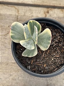 Cotyledon undulata variegata