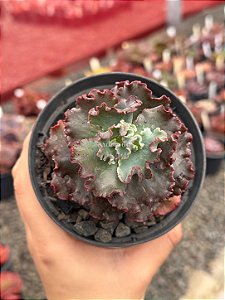 Echeveria noway
