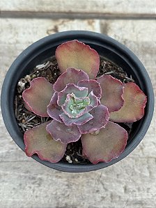 Echeveria noway