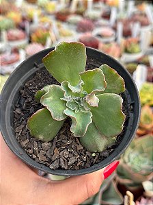 Echeveria noway