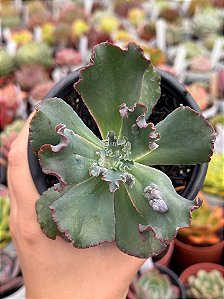 Echeveria noway