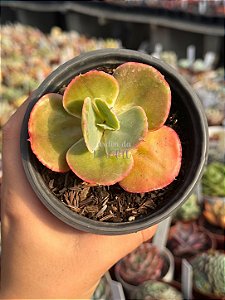 Echeveria pearl