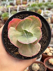 Echeveria pearl