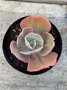 Echeveria Pearl ( SEM RAIZ)