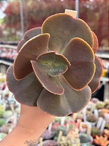 Echeveria DK11