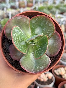 Echeveria dicks pink