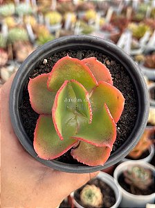 Echeveria dicks pink (sem raiz)