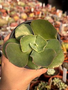 Echeveria dicks pink (sem raiz)