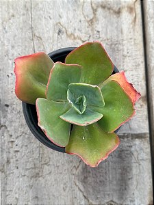 Echeveria anjo caido