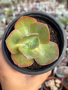 Echeveria anjo caido