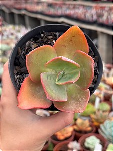 Echeveria anjo caido