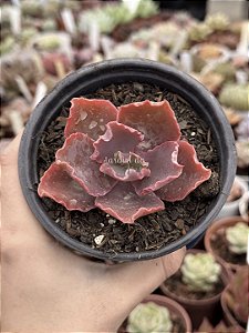 Echeveria black opal(sem raiz)