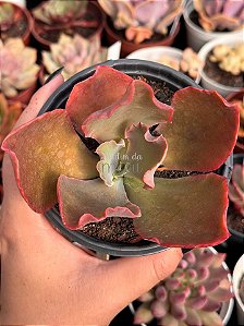 Echeveria black opal (sem raiz)