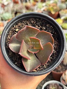 Echeveria DG100