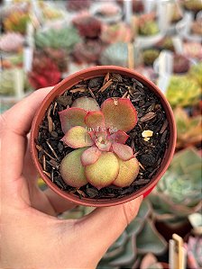 Echeveria hb (André Emmer)
