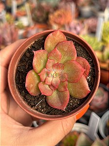 Echeveria hb (André Emmer) sem raiz