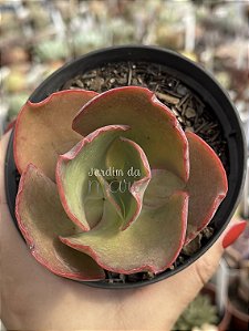 Echeveria tornado reversa