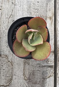 Echeveria tornado reversa