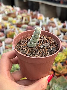 Crassula plegmatoides