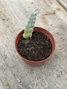 Crassula plegmatoides P