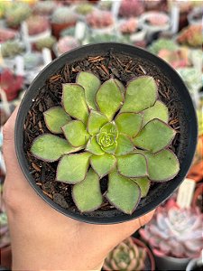 Aeonium red edge (sem raiz)