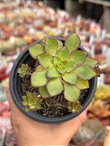 Aeonium Red edge