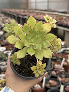 Aeonium Red edge variegata
