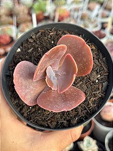 Echeveria champagne purple P
