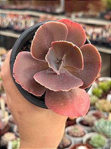 Echeveria champagne purple P