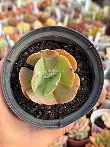 Echeveria alhambra