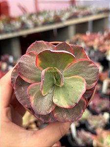 Echeveria pallace variegata