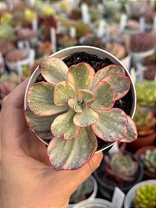 Echeveria pallace variegata