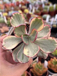 Echeveria pallace variegata