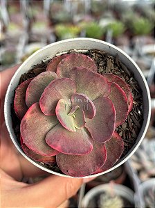 Echeveria pallace variegata (sem raiz)