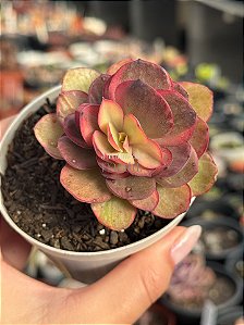 Echeveria pallace variegata