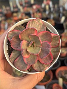 Echeveria pallace variegata