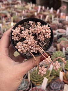 Sedum mirinae