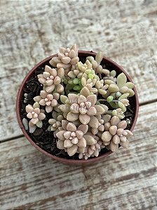 Sedum mirinae
