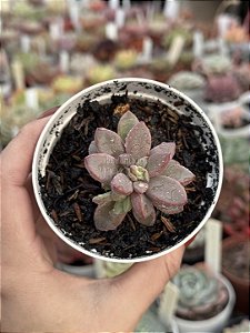Echeveria cv rezry