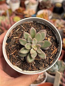 Echeveria cv rezry