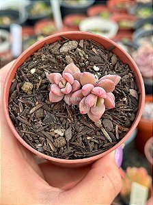 Echeveria cv rezry (sem raiz)