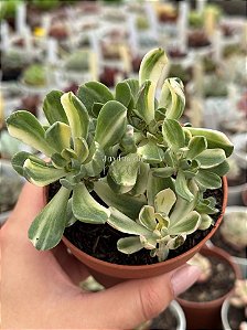 Aeonium castello paivae variegata