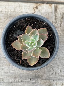 Echeveria dorothy espanha