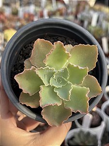 Echeveria dorothy espanha