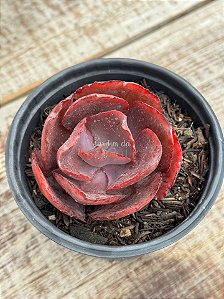 Echeveria Ceci 3 ( sem raiz)