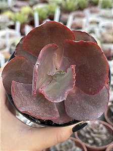 Echeveria Ceci 3