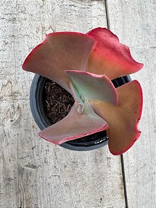 Echeveria Posseidon