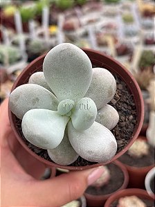 Pachyphytum oviferum - pedra da lua